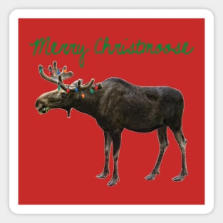 Merry Christmoose Magnet